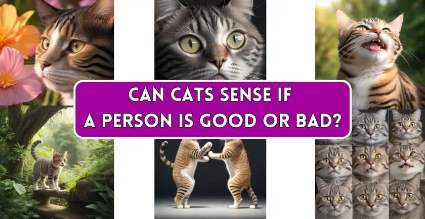 Can Cats Sense If a Person Is Good or Bad?