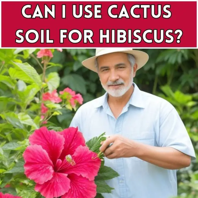 Can I Use Cactus Soil for Hibiscus?