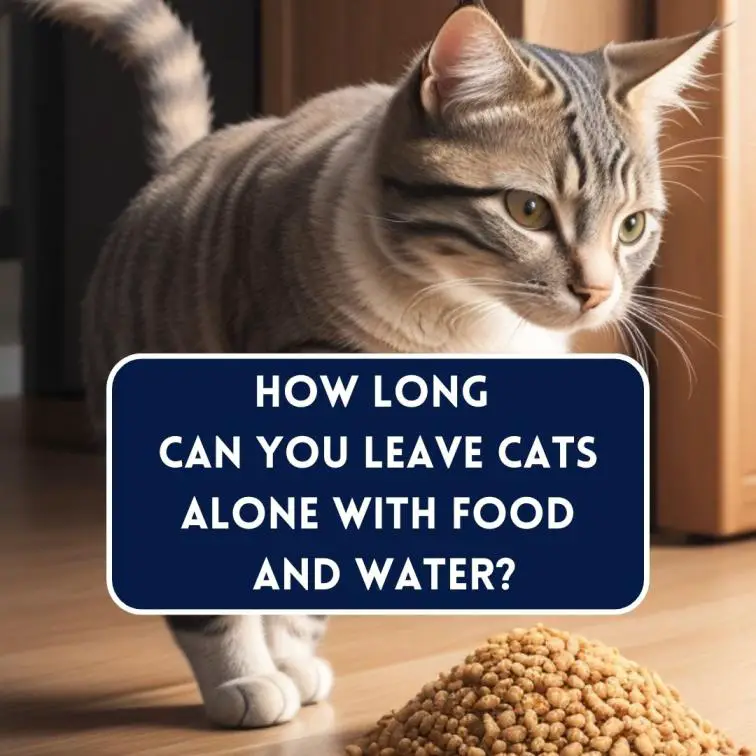 How long can you leave cats alone with food and water?