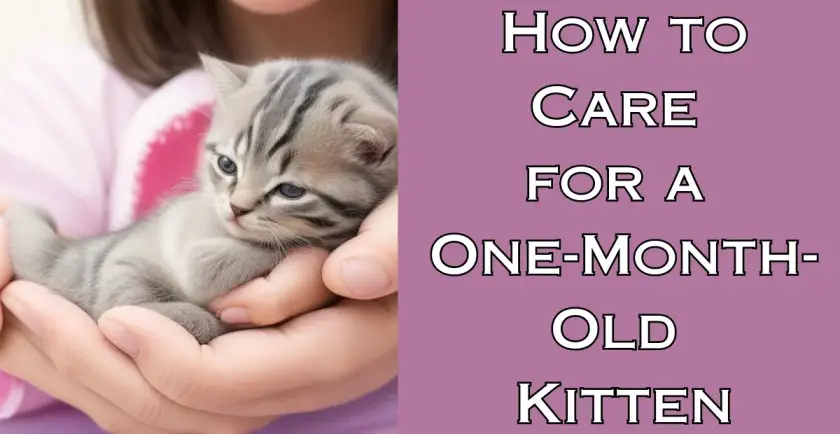 How to Care for a One-Month-Old Kitten