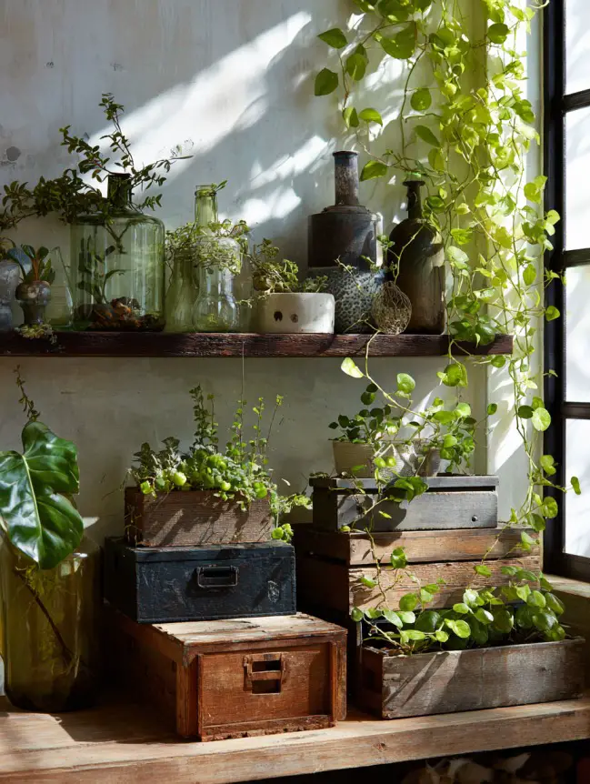 Indoor Garden Ideas in the Living Room