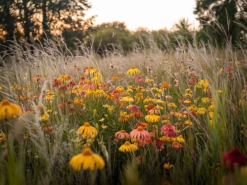 Top Flowers to Plant in Fall for a Colorful Autumn Garden