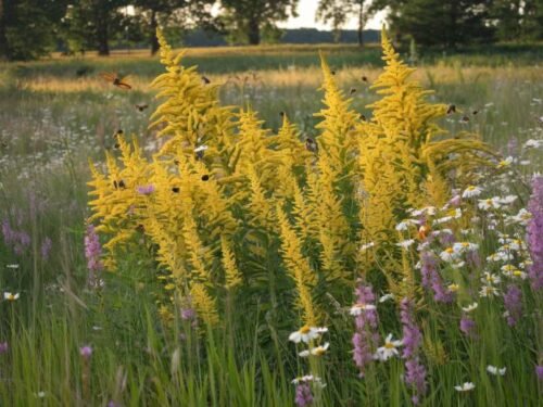 Top Flowers to Plant in Fall for a Colorful Autumn Garden
