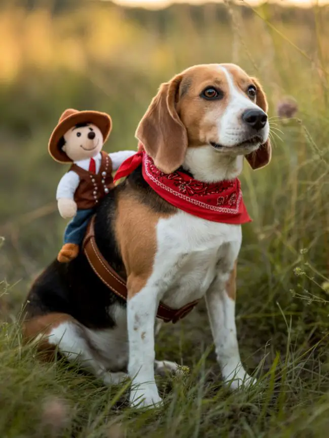 DIY Dog Halloween Costumes