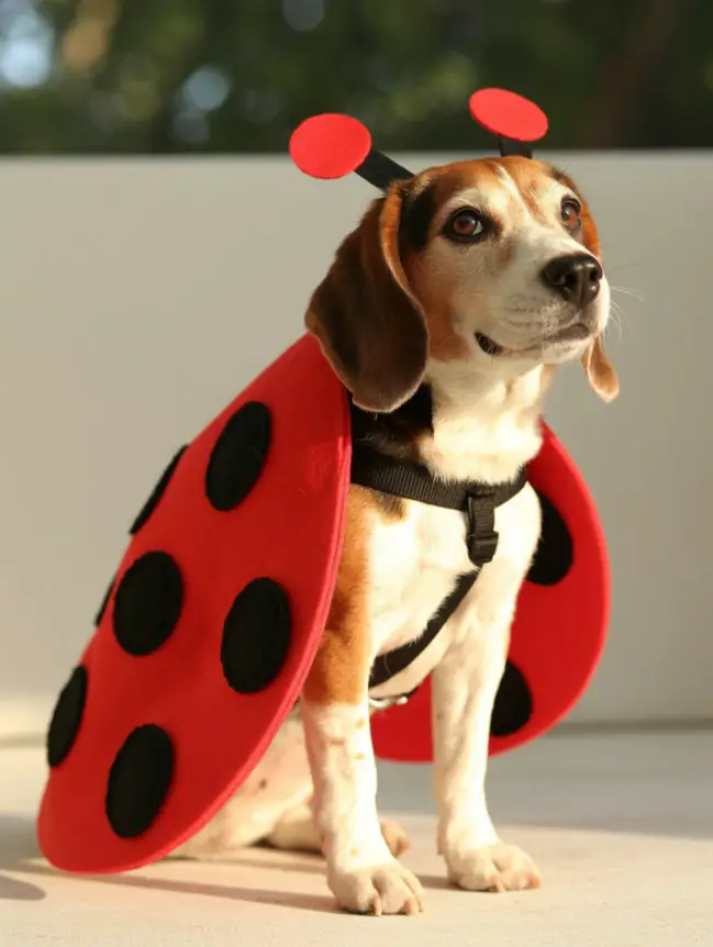 DIY Dog Halloween Costumes