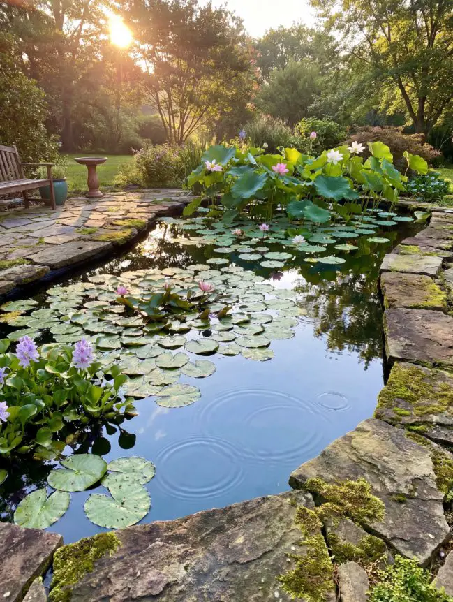 Backyard Pond Ideas