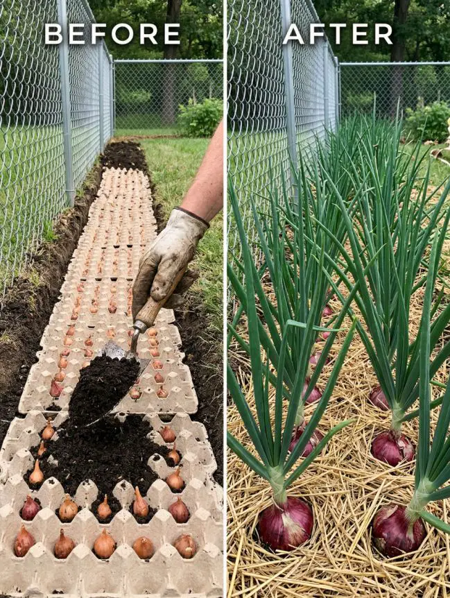 DIY Gardening Secrets