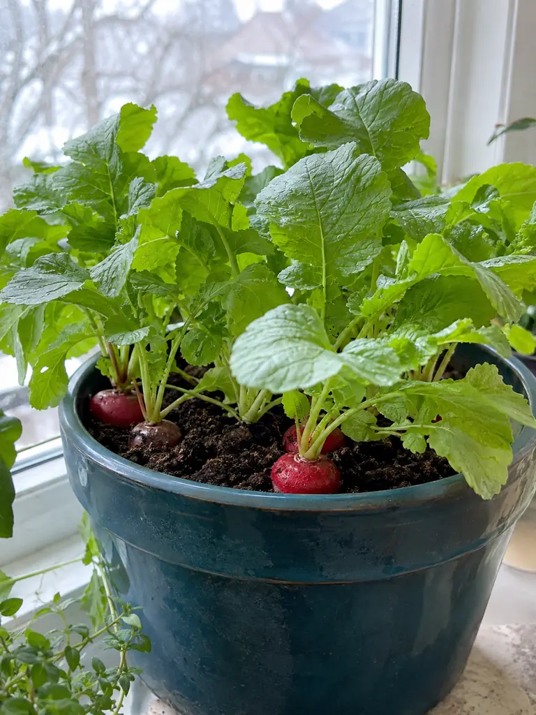 10 Vegetables You Can Grow Indoors Without a Garden This Winter - image 07