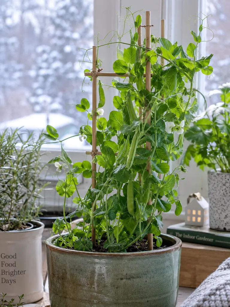 10 Vegetables You Can Grow Indoors Without a Garden This Winter - image 17